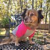 Color-Block Dog Hoodie | Stretch Cotton Dog Sweatshirt with Leash Access