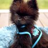 Cool Mesh Dog Harness | Under the Sea Collection | Breathable Summer Harness with Matching Leash