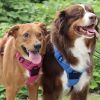 Venture Paw Pull Control Dog Harness | Outdoor No-Pull Hiking Harness