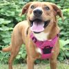 Venture Paw Pull Control Dog Harness | Outdoor No-Pull Hiking Harness