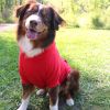 Flex-Fit Dog Hoodie | Premium Heavyweight Cotton Dog Sweatshirt