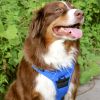Venture Paw Pull Control Dog Harness | Outdoor No-Pull Hiking Harness
