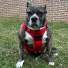Venture Paw Pull Control Dog Harness | Outdoor No-Pull Hiking Harness