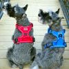 Venture Paw Pull Control Dog Harness | Outdoor No-Pull Hiking Harness